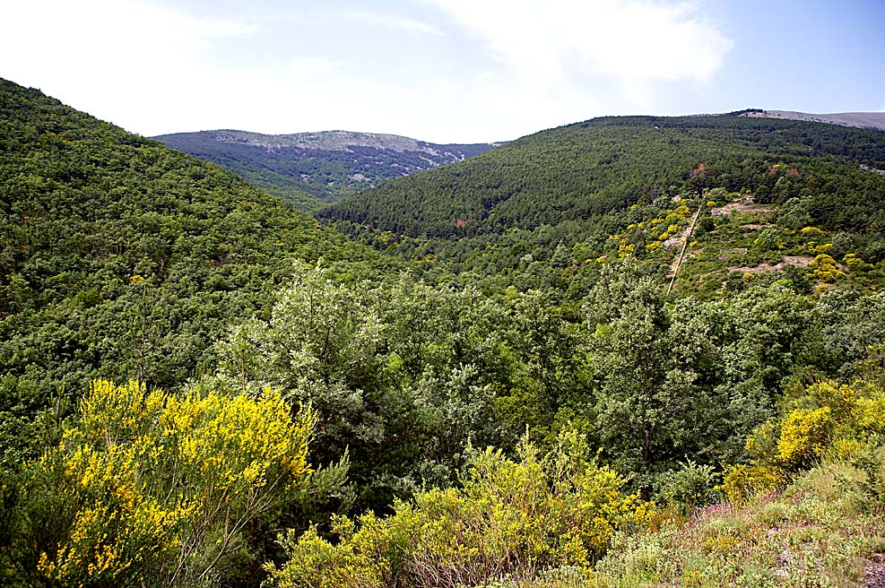 Parque Natural del Moncayo, dehesa del Raso (Añón del Moncayo).