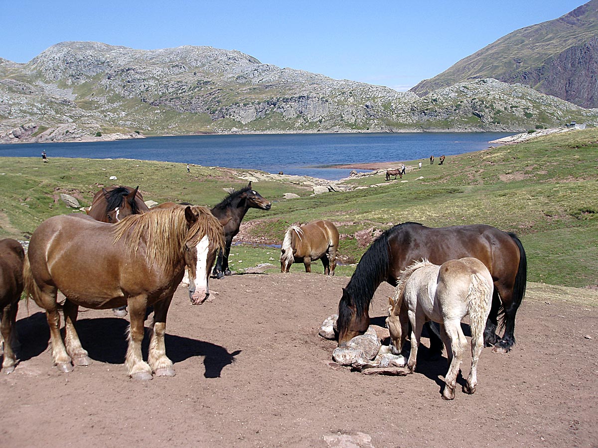 Manadas de caballos pastan junto al ibón de Estanés (foto: David Saz).