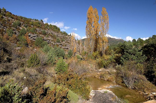 Montgaña Segura. Alto Gállego. Bara. Río Alcanadre, chopos en otoño.