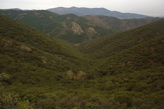 sierra de Algairén, ruta del bosque de Mosomeros.
