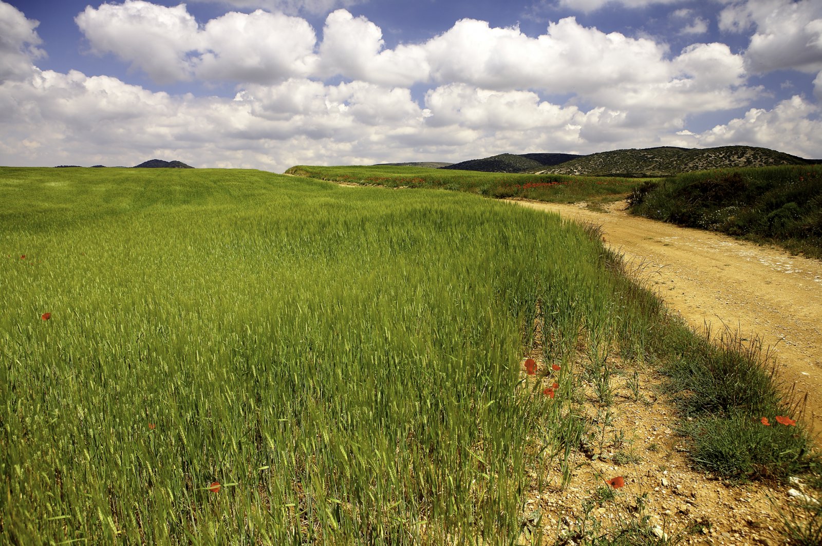 Comunidad de Teruel. Aguatón. Campos de cultivos cerealistas.